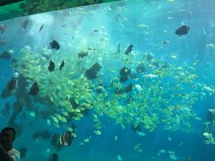 -瑞德姆美人鱼海底演艺主题餐厅(亚龙湾店)