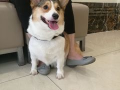 -美联众合动物医院·24h转诊中心