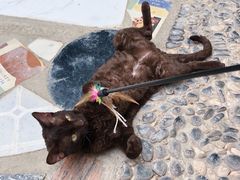 -喵屿·大理花园猫咖