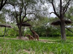 -北京野生动物园