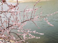 -桃花堤公园