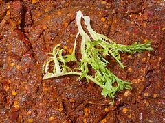 -赵美丽重庆火锅(西安直营总店)