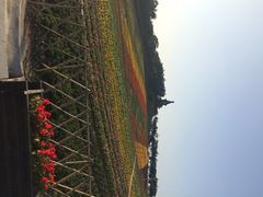 iphone_upload_pic-东部华侨城