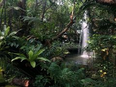 -绿光森林餐厅