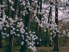 -杭州植物园