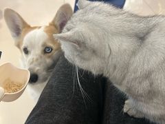 -平行世界·猫咖(首经贸店)