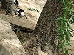 -辛玛王国游乐园