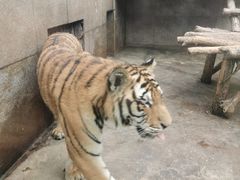 -西安秦岭野生动物园