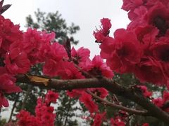 -宝鸡植物园