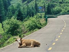 -芦芽山旅游度假区