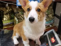 -1013 PET SHOP精品宠物商店(丁香店)