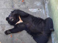 -西霞口神雕山野生动物世界