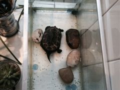 iphone_upload_pic-美丽心情蛋糕(江苏路店)