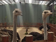 -呀路古热带植物园
