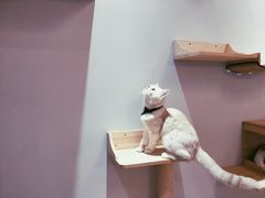 -万小咖.猫咖(中山路天虹店)
