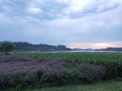 -东郊湿地公园