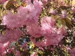 -莱阳濯村樱花园