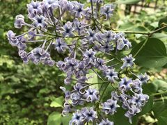 -黑龙江省森林植物园