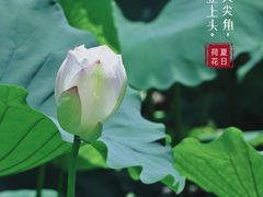 -济南大明湖景区