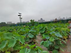 -莲花池公园