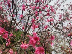 -深圳仙湖植物园