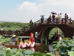 -荷塘月色湿地公园·向阳花洲