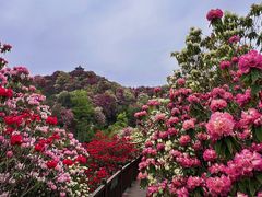 -贵州百里杜鹃风景名胜区