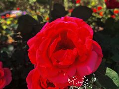 -迎泽公园