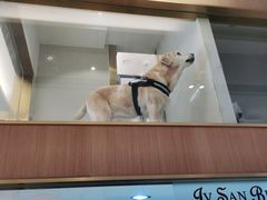 -悠尼宠物·独立低压伊珊娜洗护·美容·寄养(兰谷路店)