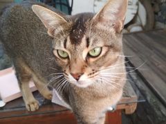 -喵屿·大理花园猫咖