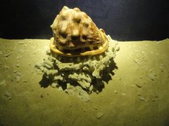 -亚龙湾中心广场·贝壳馆