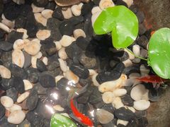 -曲水兰亭(北京四惠店)