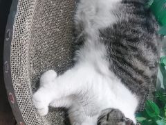 -牟记江湖重庆地标特色菜鱼蛋海鲜羊蝎子(巴南区黑金冠十多年好店)