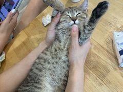 -楼上猫咖(罗湖店)