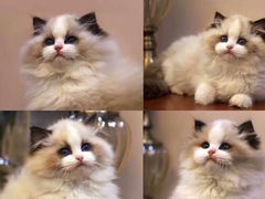 -青奢宠物·青奢猫舍