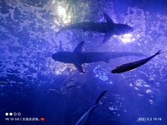 -左海海底世界