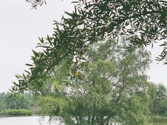 -大湾区中央湿地公园