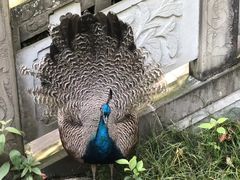 -都江堰普照寺