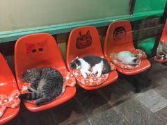 -猫咪博物馆(顶澳仔猫街店)