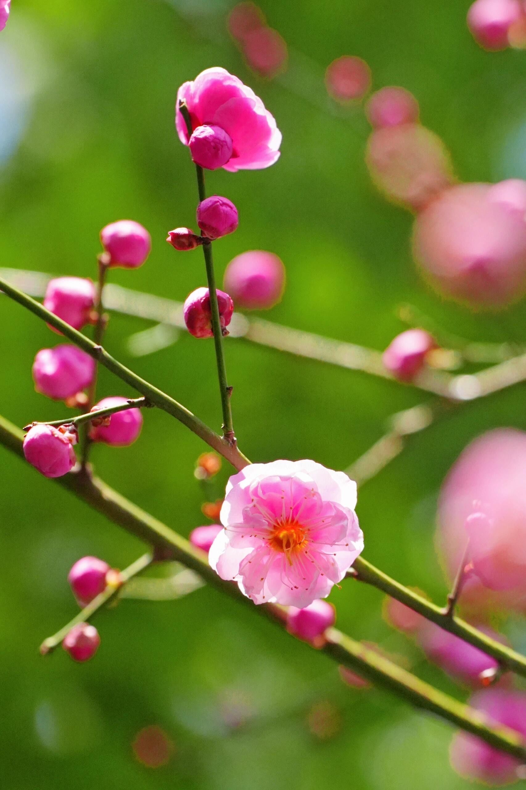 n

🌸春风轻拂,梅花绽放,每一朵都像是大自然的精心雕琢!