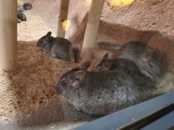 -酷嗒动物文化乐园(cutezoo西溪乐天城店)