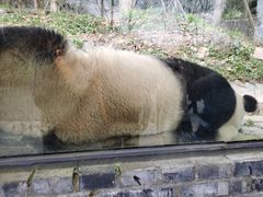 -都江堰中华大熊猫苑