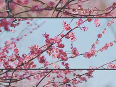 -莘庄公园