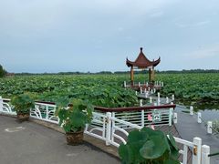 -荷花荡