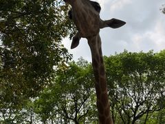-深圳野生动物园