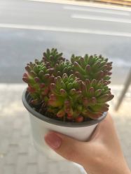 -丽心自助美甲美睫