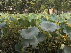 -静之湖湖畔餐厅