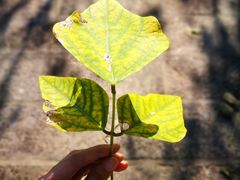 -福建鲤鱼洲酒店