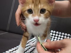 -福懋动物医院·犬猫全科·外科·重症科(杏林分院)