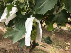 -马陆小张葡萄园农家乐